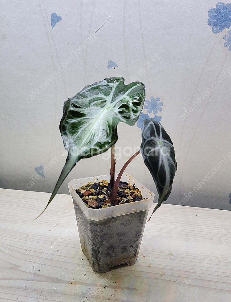 옐로우히메,베놈,화이트민트히메,무늬히메,풀민트히메,실버클라우드 등등 여러 희귀식물 분양해요--1